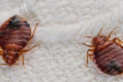 Effective Pest Treatment Services and Bed Bug Treatment