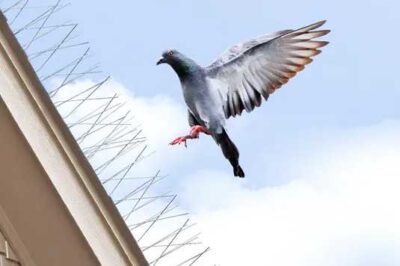 The Importance of Installing Bird Spikes in Dubai Properties