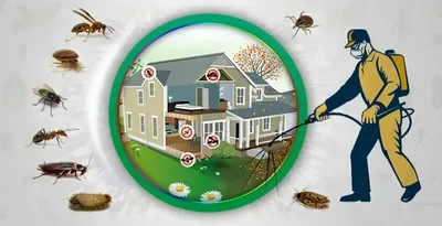 Guide to Pest Control and Bed Bug Treatment