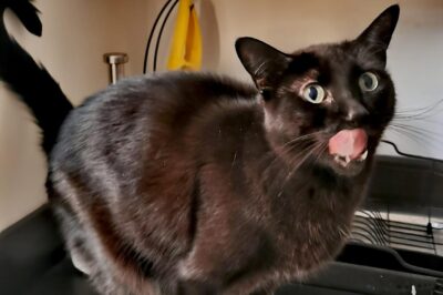 Purrfect Care: How to Be the Best Cat Sitter in Town Purrfect Care: How to Be the Best Cat Sitter in Town