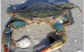 Global Crab Market Analysis Size And Forecast Report 2024-2032 Global Crab Market Analysis Size And Forecast Report 2024-2032