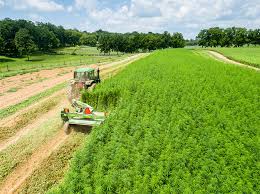 Industrial Hemp Market Analysis Size And Forecast Report 2024-2032