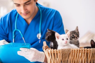 El Mercado de Sanidad Animal en España: Tendencias y Avances en el Cuidado de los Animales