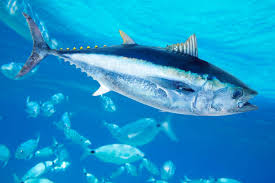Tuna Fish Market Analysis Size And Forecast Report 2024-2032