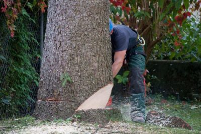 Tree Removal Service Melbourne: Safeguarding Properties and Enhancing Landscapes