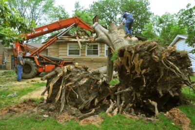 Top 10 Benefits of Hiring an Affordable Tree Service Near You