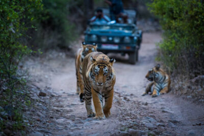 Rajasthan Wildlife Safaris: Where to Spot Tigers and More