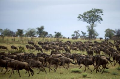 Top 10 Must-Visit National Parks in Tanzania