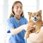 Pamper Your Pets: Top-Notch Care at Our Pet Health Clinic