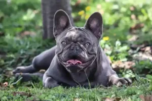 Frenchies and Fur