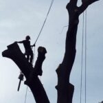 Expert Tree Surgeons Near Me: Bailey Bros for Reliable Tree Care