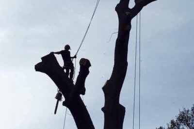 Expert Tree Surgeons Near Me: Bailey Bros for Reliable Tree Care