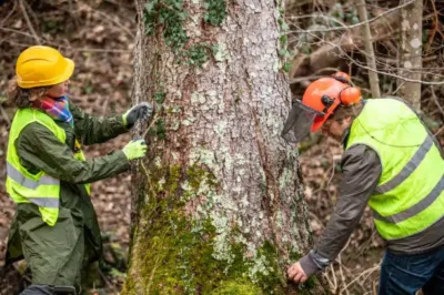 The Benefits of Regular Tree Trimming for Dallas Homeowners
