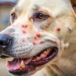 Bacterial Infection of the Skin in Dogs