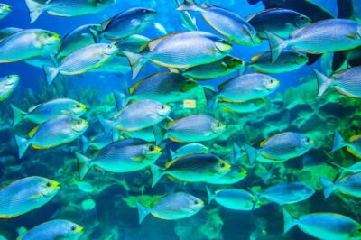 Australia Fish Market: Trends, Challenges, and Growth Prospects Australia Fish Market: Trends, Challenges, and Growth Prospects