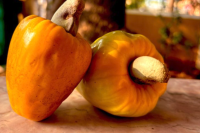 What Unique Experiences Does the Goa Cashew Festival Offer?