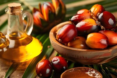 Capital Costs Involved in Setting Up a Palm Oil Processing Plant Report 2025