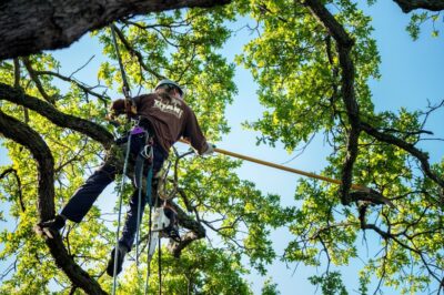 Save Money with These Affordable Tree Care Hacks