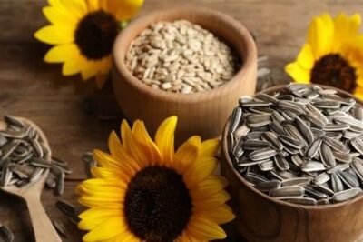 Seed Processing Plant Report Covering Project Cost Structure, Setup Layout and Requirements