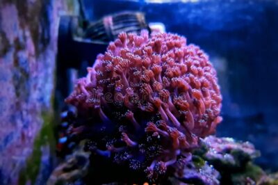 How To Find The Beauty And Charm Of Alveopora LPS Corals