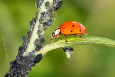 Biological Control Of Pests & Fumigation Services in Lahore