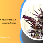 Exotic Genetix Money Ball: A Terpene-Rich Cannabis Strain