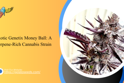 Exotic Genetix Money Ball: A Terpene-Rich Cannabis Strain Exotic Genetix Money Ball: A Terpene-Rich Cannabis Strain