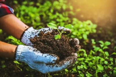 Establish an Organic Fertilizer Manufacturing Plant: Cost Analysis and Operations Establish an Organic Fertilizer Manufacturing Plant: Cost Analysis and Operations
