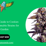 The Ultimate Guide to Cookies Seeds: Top Cannabis Strains for Your Garden