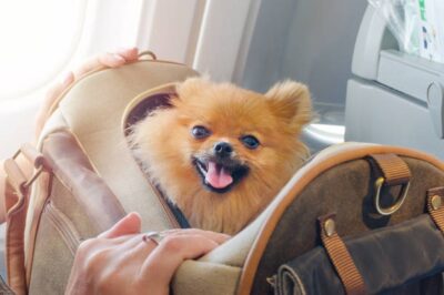 Best Purse for Puppy – Stylish and Comfortable Options
