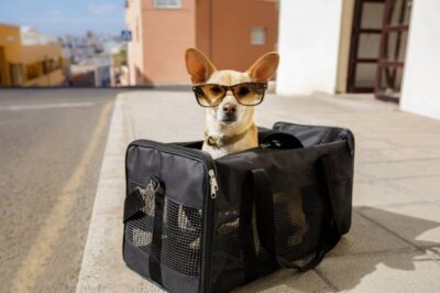 The Complete Guide to Choosing the Right Dog Carriers in the UK