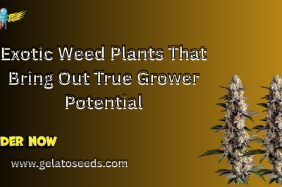 Exotic Weed Plants That Bring Out True Grower Potential