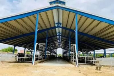 Benefits of Dairy Farm Shed Design and Construction