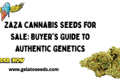 Zaza Cannabis Seeds for Sale: Buyer’s Guide to Authentic Genetics