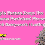 Apple Banana Zoap: The Litfarms Feminized Flavor Bomb Everyone’s Hunting