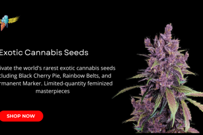 Ultra-Premium Exotic Cannabis Seeds: The Grower’s Holy Grail