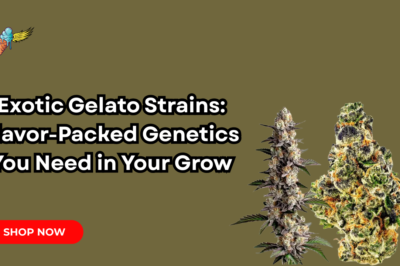 Exotic Gelato Strains: Flavor-Packed Genetics You Need in Your Grow