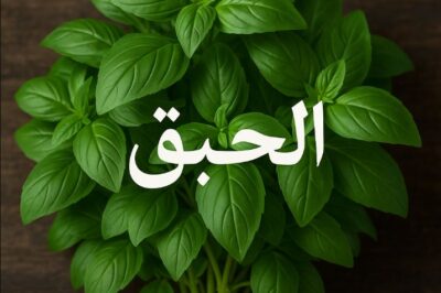 الحبق: نبتة عطرية بفوائد صحية مذهلة