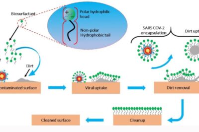 Biosurfactants: Nature’s Secret Weapon for Cleaner Living
