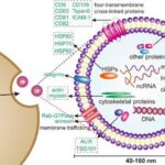 Comprehensive Suite of Exosome Modification Products to Advance Research